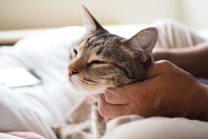 気持ちよさそうな猫