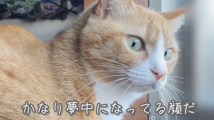 真剣な顔の猫