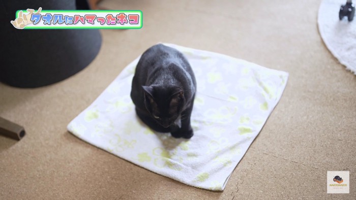 タオルの上の黒猫