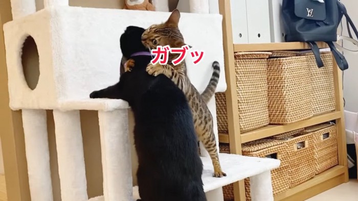 黒猫に噛み付く猫