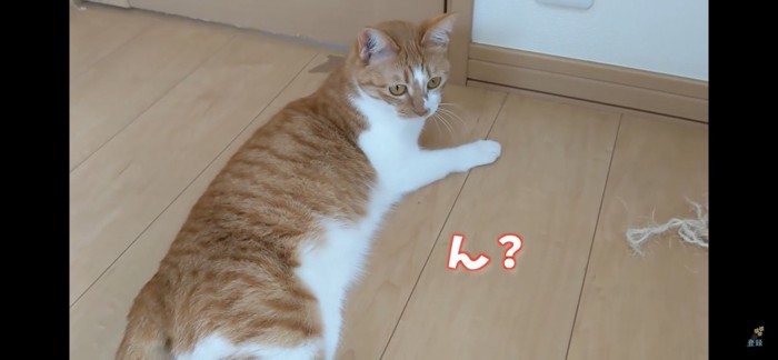 床でごろーんとする猫