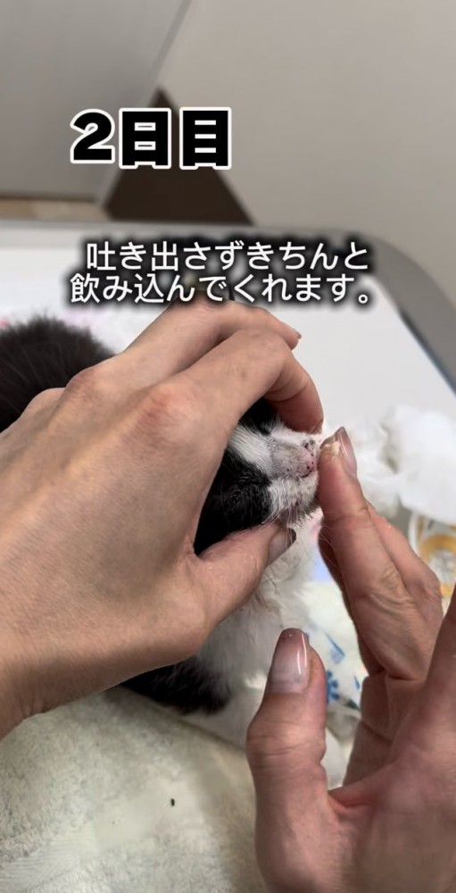 しっかり食べる子猫