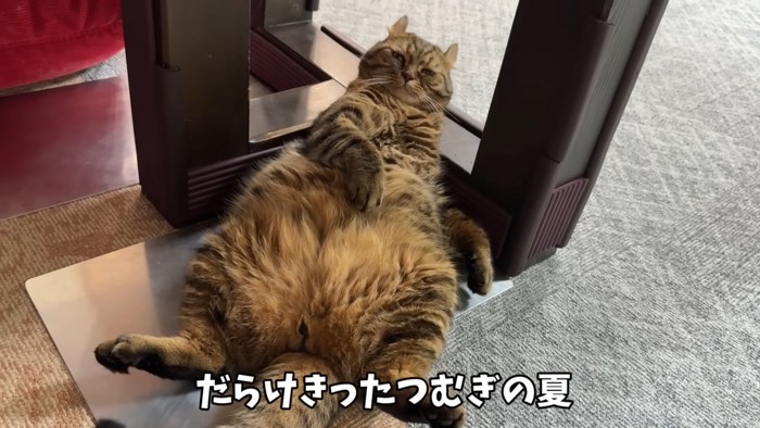 へそ天をする猫