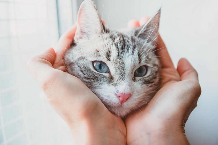 飼い主の手に包まれる猫