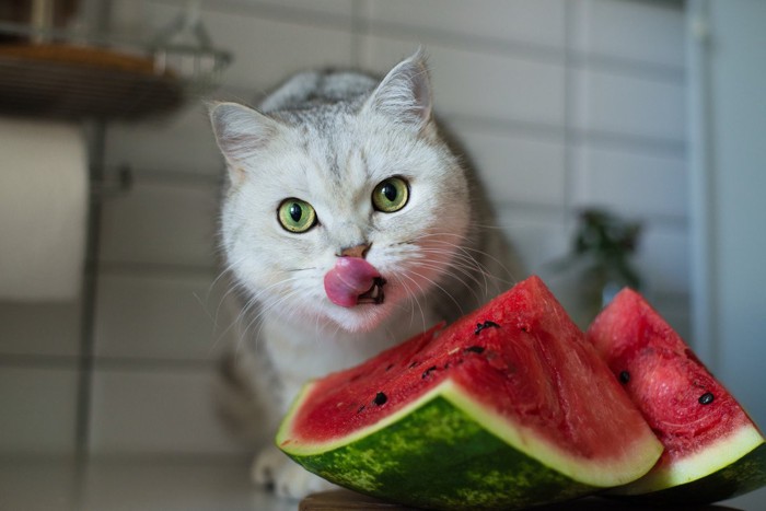 スイカを食べる猫