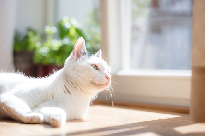 窓の外に興味を持つ猫