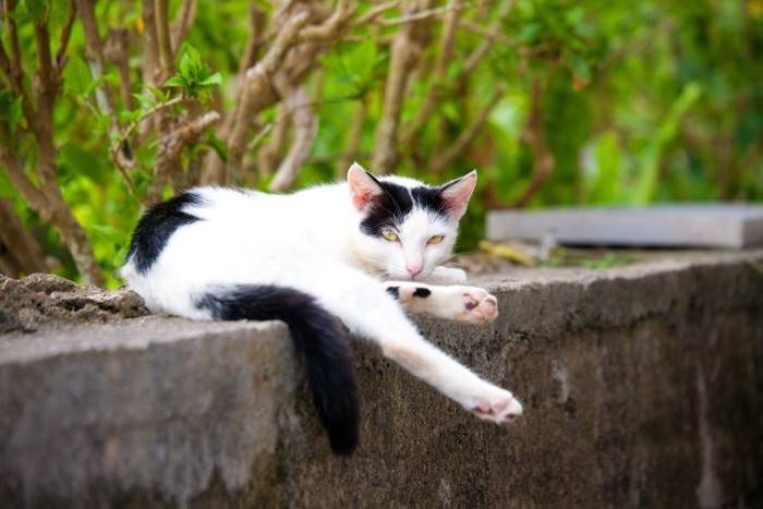 片足の伸ばしている猫