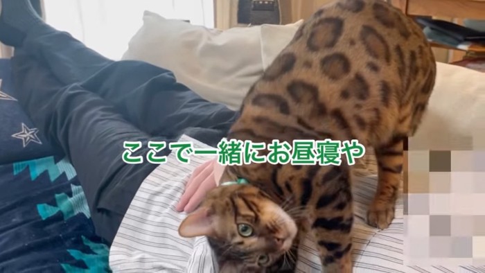 頭を低くする猫