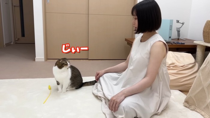 おすわりして人の顔を見る猫