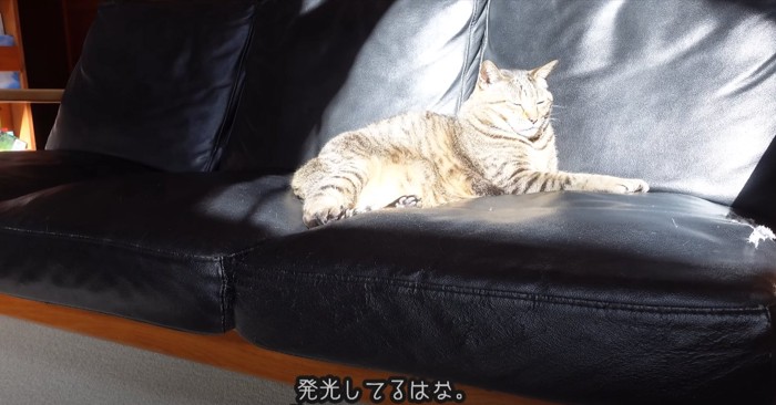 ソファの上で寝そべる猫、日の光が当たっている