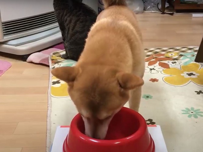 ストーブの前に座る猫