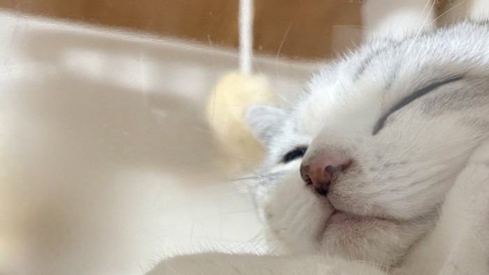 寝ている猫の顔