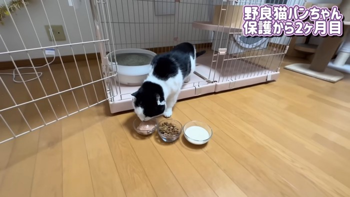 ごはんを食べる猫