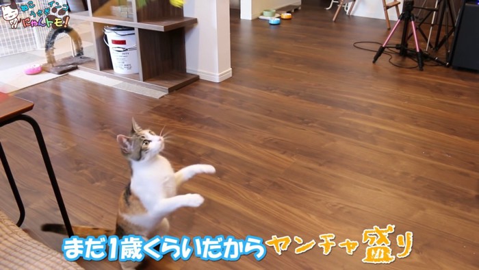 おもちゃに飛びつこうとする猫