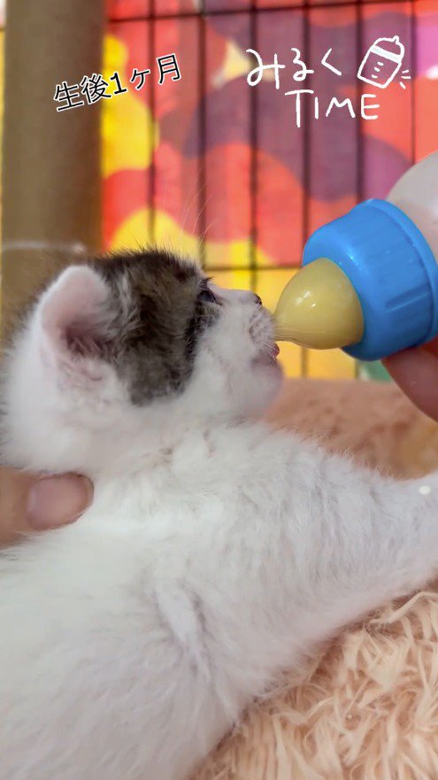 中身が空になった哺乳瓶を吸う子猫