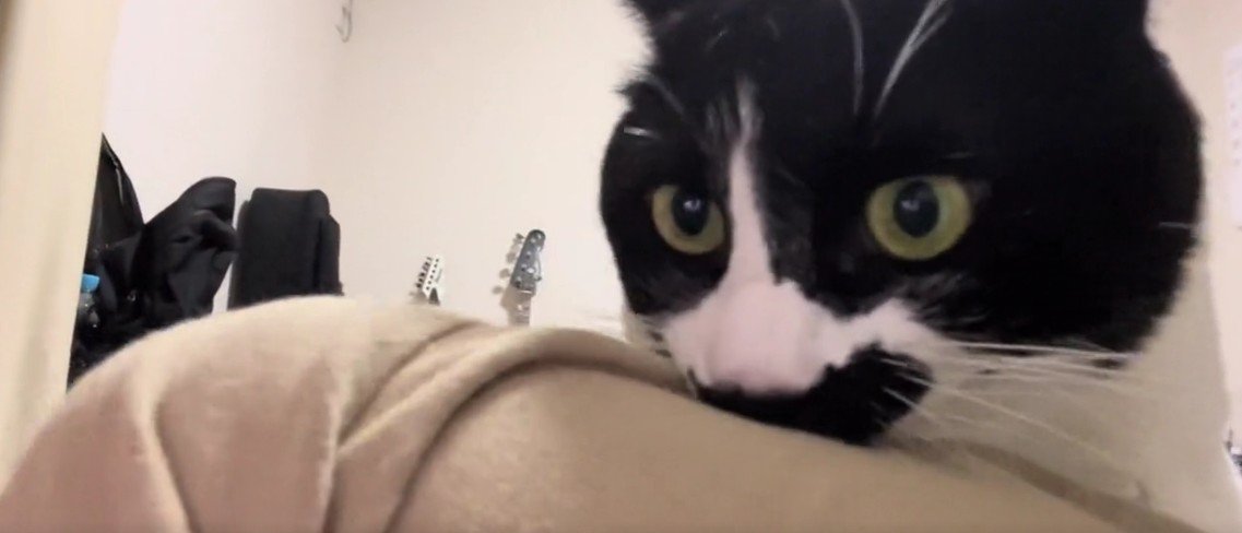 飼い主の服を噛む猫