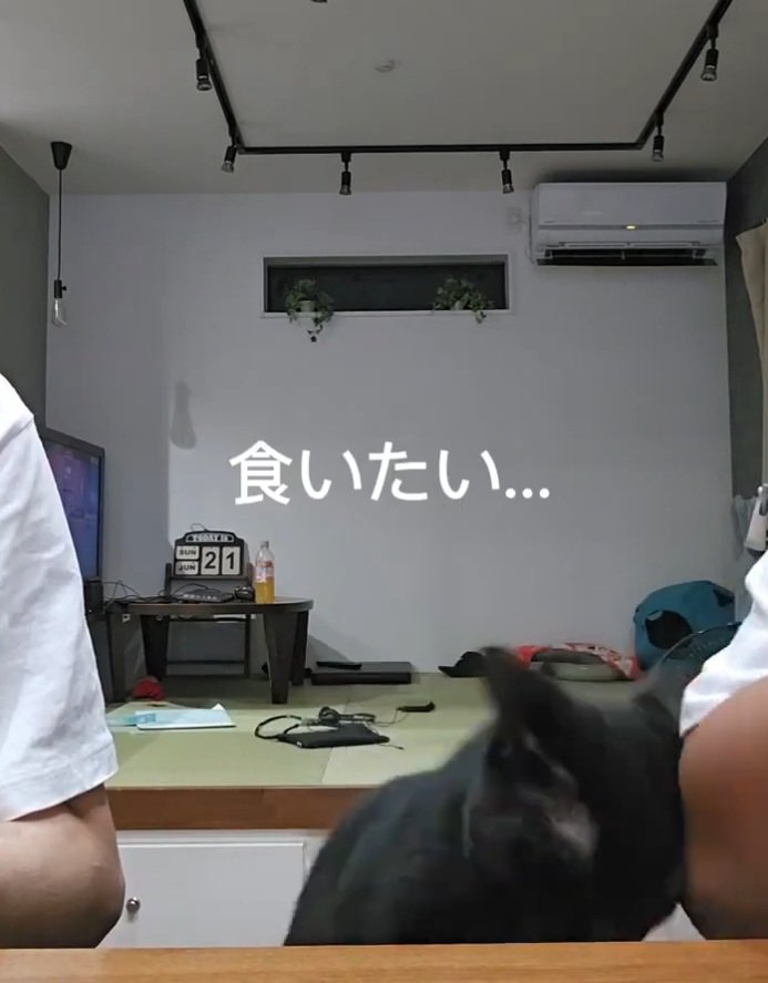 突進する猫