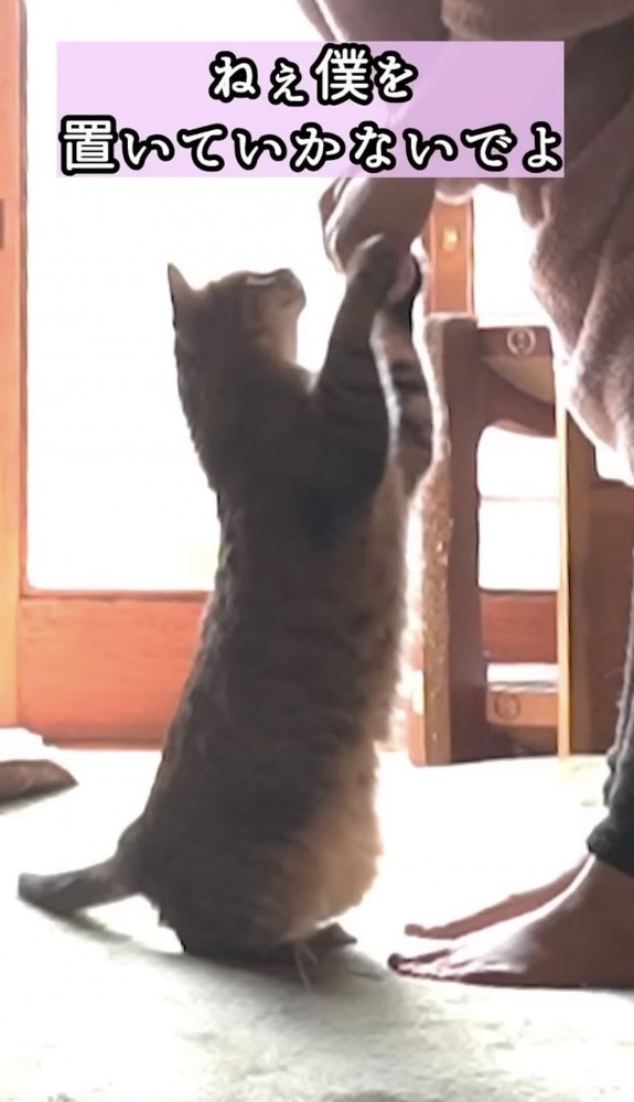 立ち上がる猫2