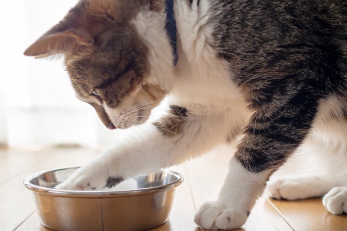 食器に手を入れる猫