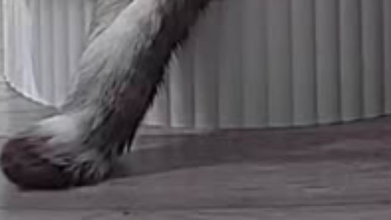 ペットカメラに映る猫