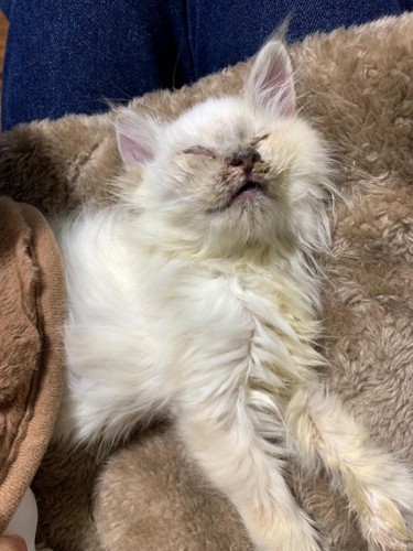 目を閉じている猫