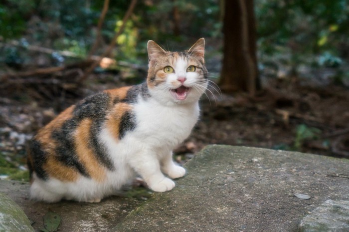 甘えて鳴く猫