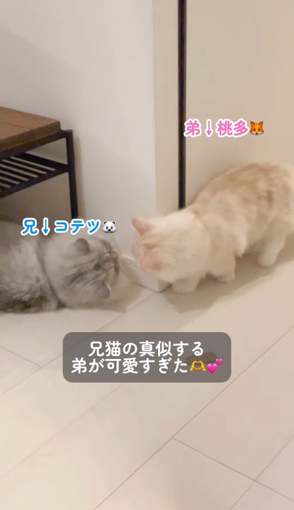 横になっている猫に近づく猫