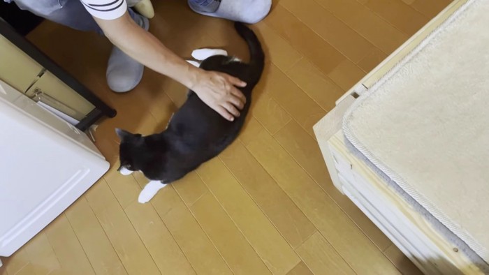 猫を通路の隅に寄せる