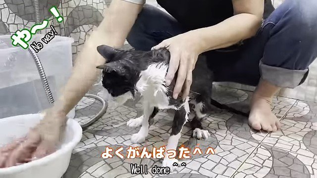 猫にシャンプーをする女性