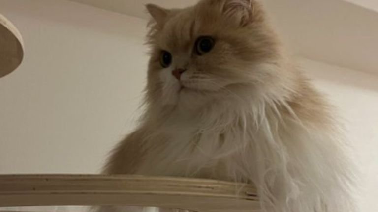 室内にいる猫