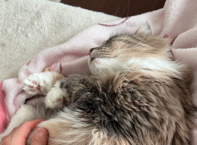 熟睡する茶色の猫の顔