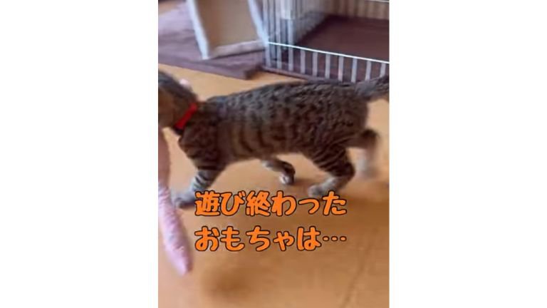 オモチャと猫