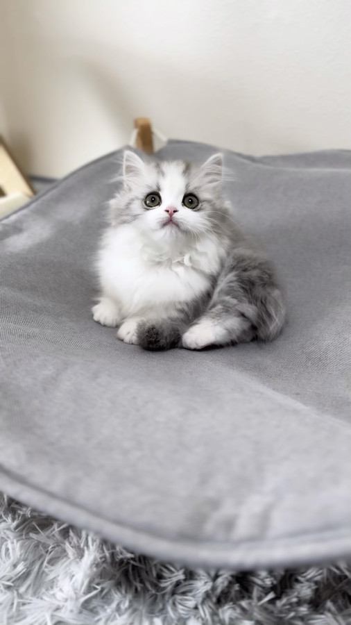 クッションの上に座る子猫