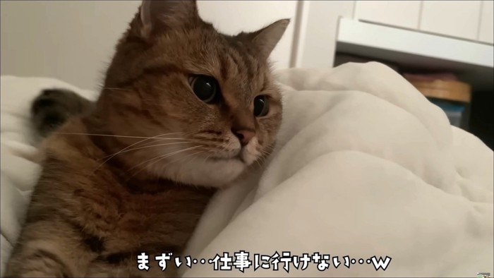 布団にすっかり座り込んで遠くを見ている猫