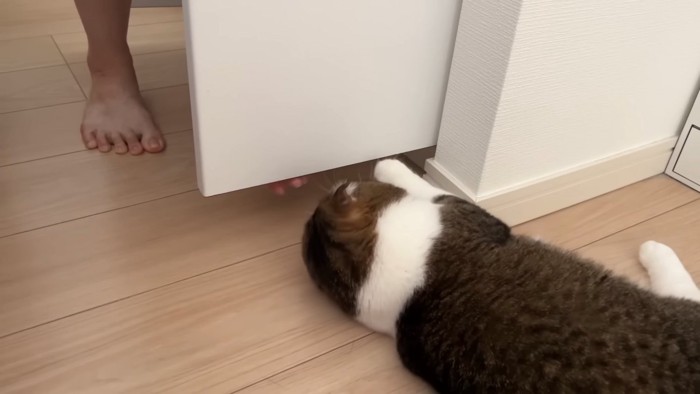 寝転んで遊ぶ猫