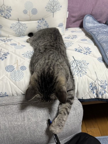 下を見る猫