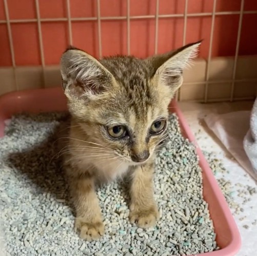 少し回復した子猫