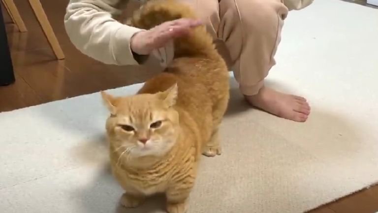 お尻を撫でられている猫