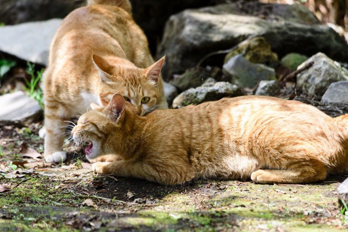 噛みあう野良猫