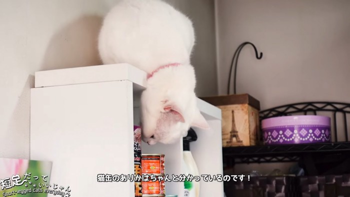 白い棚の上にいる猫