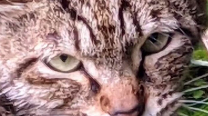 野良猫の目