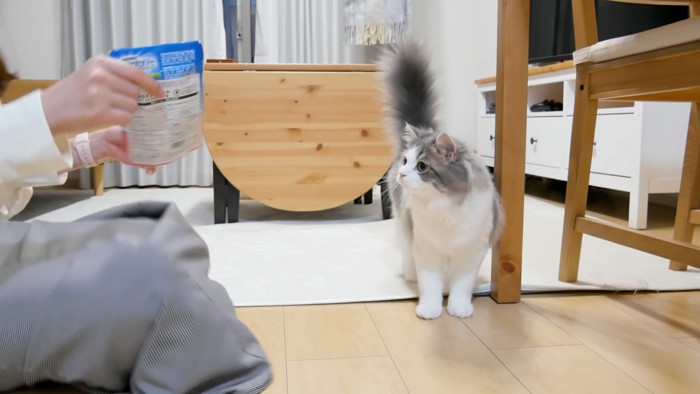 おやつを見る猫