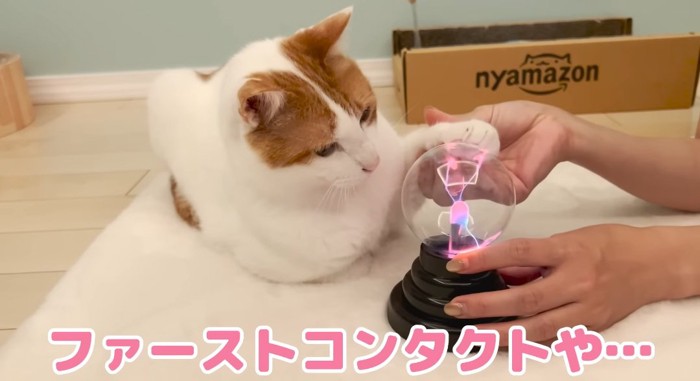 オモチャの前の猫