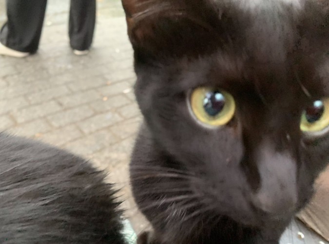 顔を近づける黒猫