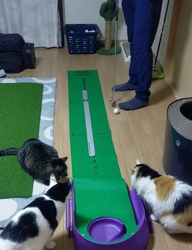 男性の方へ転がっていくボールを見つめる3頭の猫