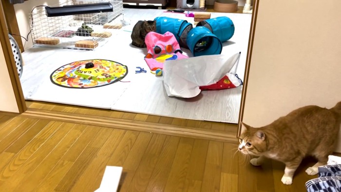 姿勢を低くする猫