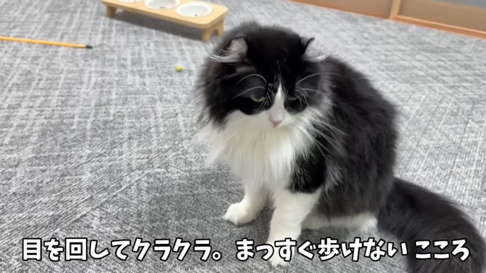 目が回っているこころちゃん