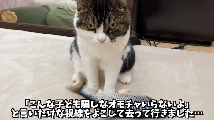 おすわりしてカメラを見る猫