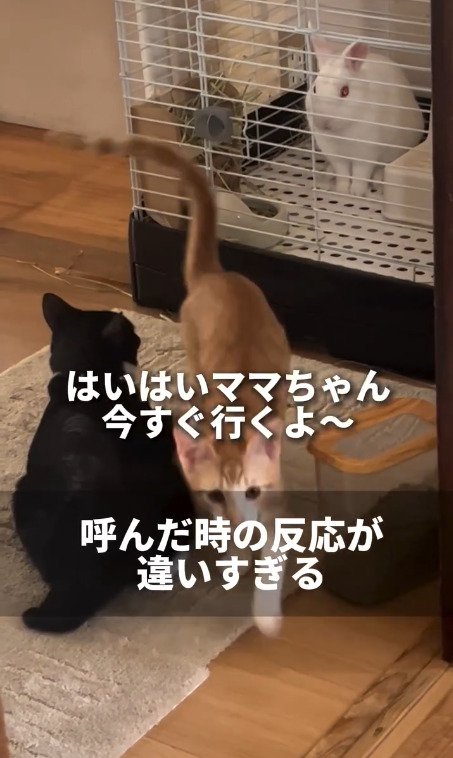 飼い主さんの元へ走る猫