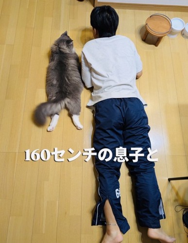 息子さんの隣に寝そべるサイベリアン